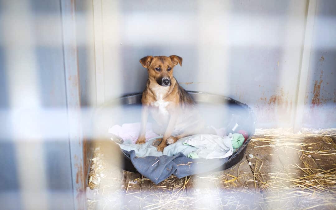 Der verborgene Kampf gegen den illegalen Hundehandel in Europa: Ein Appell an die Herzen und das Bewusstsein der Hundehalter