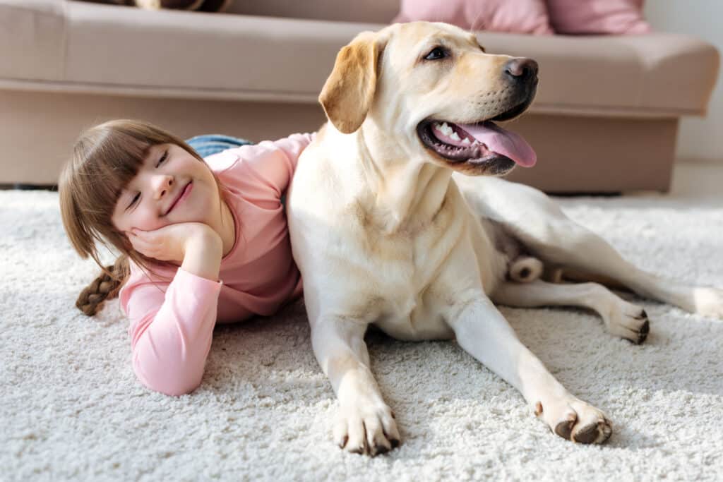 Der Labbi als Therapiehund