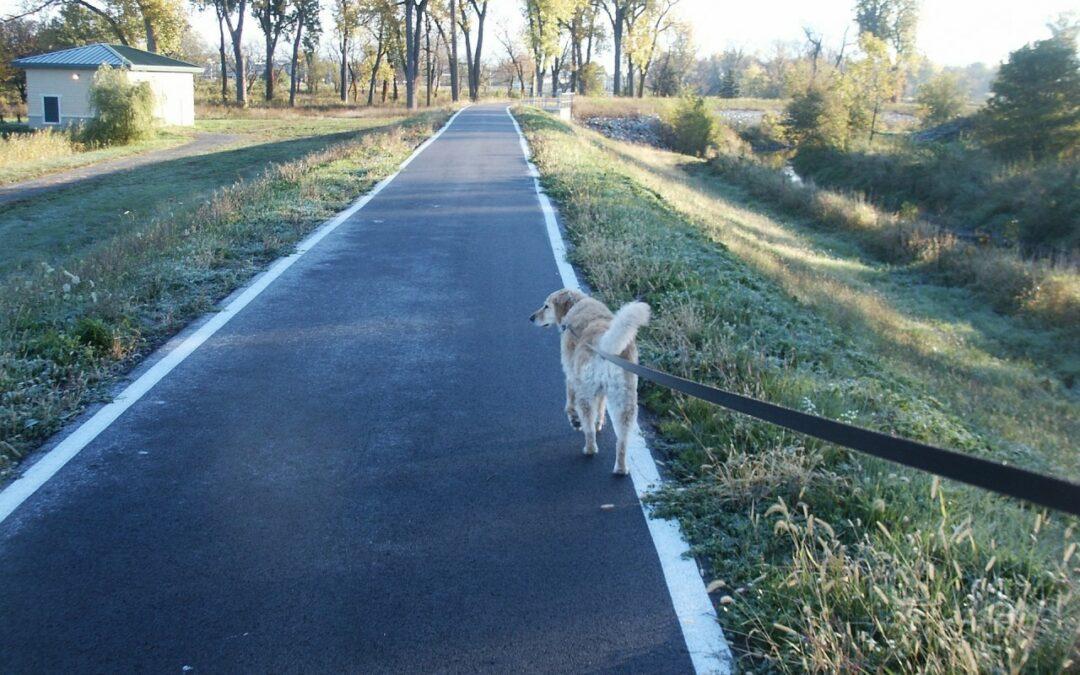 Geht Ihr Hund auch mit Ihnen spazieren?