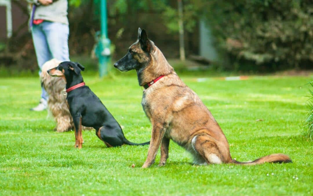 Warum die Erziehung eines Hundes wichtig ist – inkl. Schritt für Schritt Anleitung für den Befehl SITZ