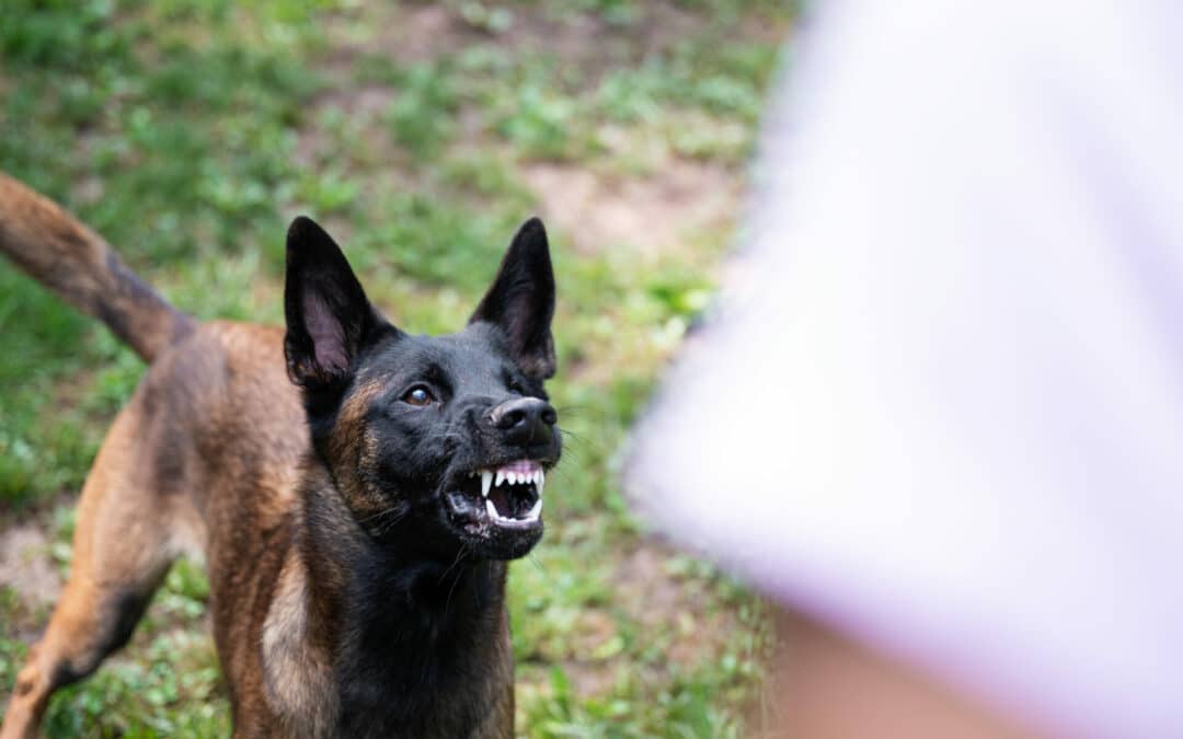 Aggression bei Hunden: Warum sie auftritt und wie sie die Individualdistanz bewahrt