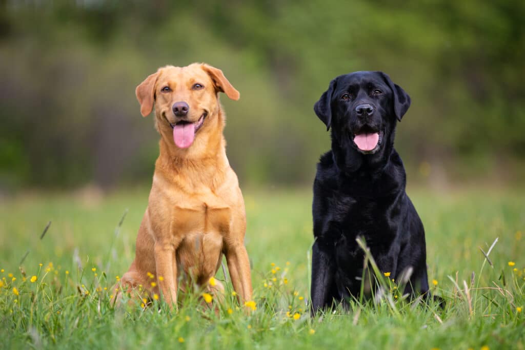 Gelber (Redfox) & schwarzer Labrador