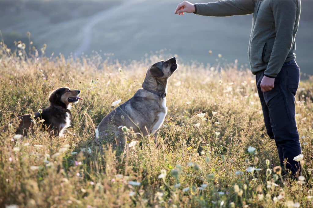 Stoßhalsband Ferntraining Ferntraining Stoßhalsband Für Hunde – Reichweite 650 Yards (ca. 595 M), Wasserdicht, Für Kleine Bis Große Hunde Halsband Hund