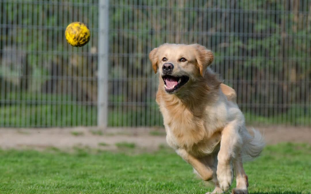 Was kostet eine Hundepension pro Tag? Die Bedeutung von Qualität und Fachpersonal