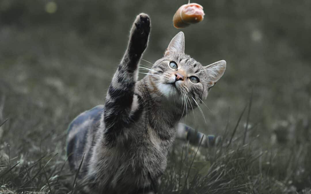 Wie Sie Ihre Katze aktiv und beschäftigt halten