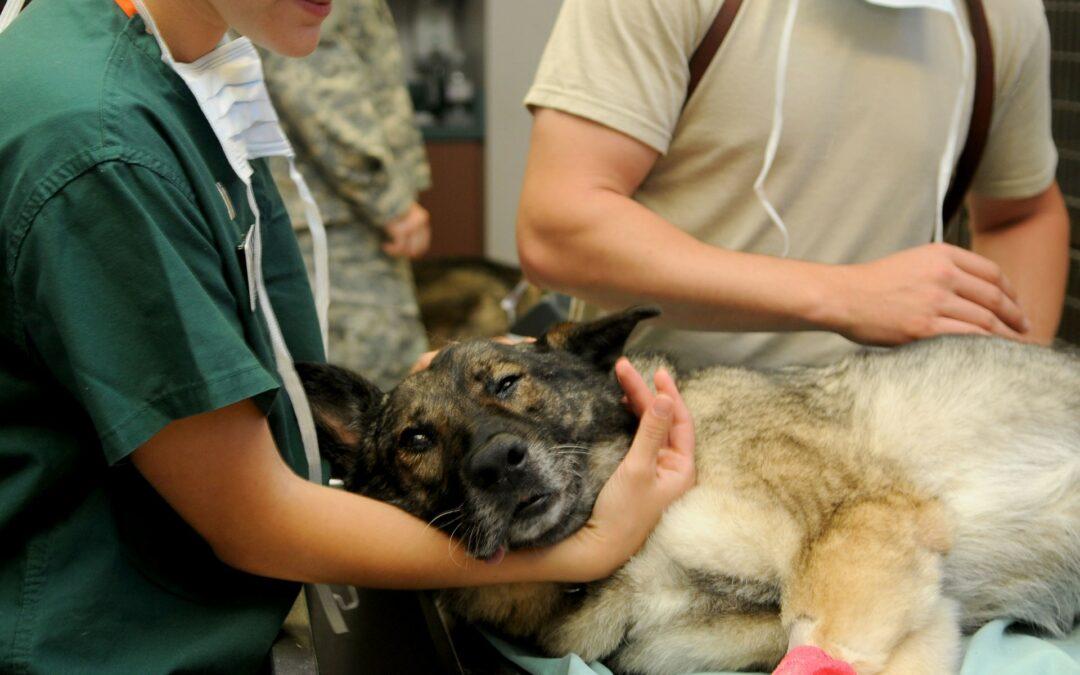 Auf den Hund gekommen –Ist eine Hunde-Operationskosten-Versicherung sinnvoll